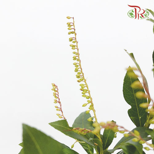 Pieris Japonica - (3 Stems)-Import-prflorist.com.my