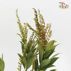 Pieris Japonica - Green-Green-China-prflorist.com.my