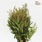 Pieris Japonica - Green-Green-China-prflorist.com.my
