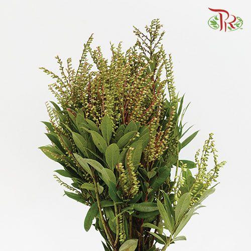 Pieris Japonica - Green-Green-China-prflorist.com.my
