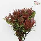 Pieris Japonica - Red-Red-China-prflorist.com.my
