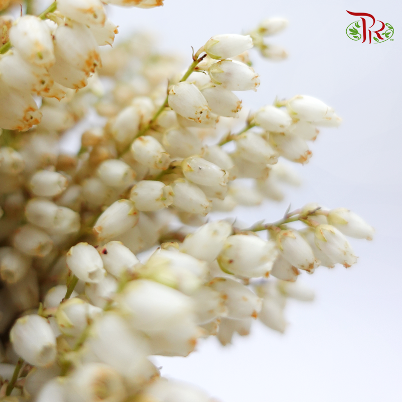 Pieris Japonica - White (Per Bunch)-White-China-prflorist.com.my