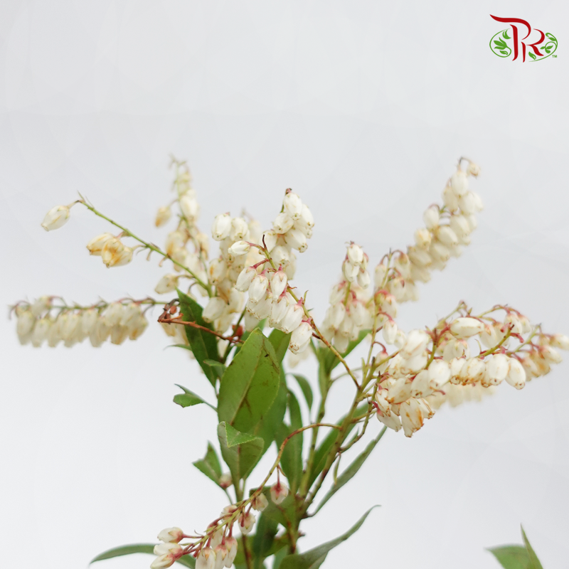 Pieris Japonica - White (Per Bunch)-White-China-prflorist.com.my