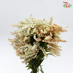 Pieris Japonica - White (Per Bunch)-White-China-prflorist.com.my