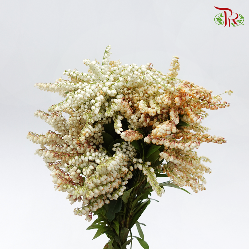 Pieris Japonica - White (Per Bunch)-White-China-prflorist.com.my