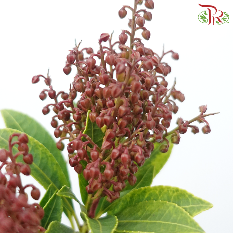Pieris - Valet Valentine (Per Bunch)-Red-Netherland-prflorist.com.my