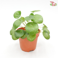 Pilea Peperomioides 《鏡面草》(H08)