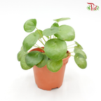 Pilea Peperomioides 《鏡面草》(H08)