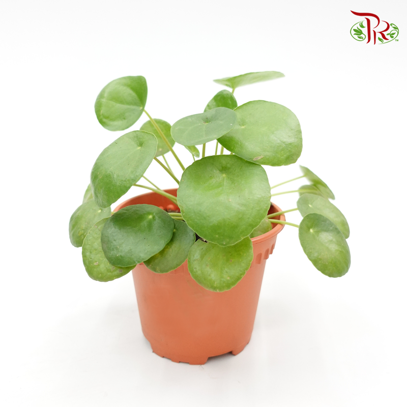 Pilea Peperomioides 《鏡面草》