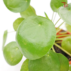 Pilea Peperomioides 《鏡面草》(H08)