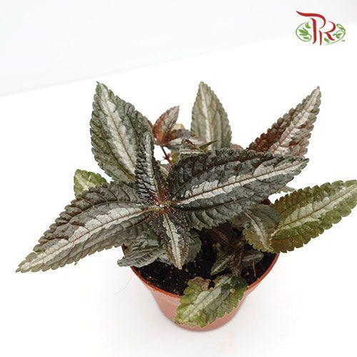 Pilea Spruceana《冷水花》-Pudu Ria Florist-prflorist.com.my