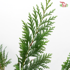 Pine Leaf @ Pak Yip (Christmas Leaf) - (Per Bunch)-Green-Malaysia-prflorist.com.my