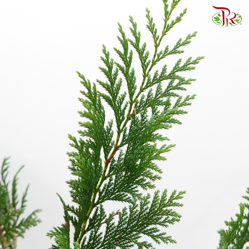 Pine Leaf @ Pak Yip (Christmas Leaf) - (Per Bunch)-Green-Malaysia-prflorist.com.my