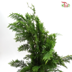 Pine Leaf @ Pak Yip (Christmas Leaf) - (Per Bunch)-Green-Malaysia-prflorist.com.my