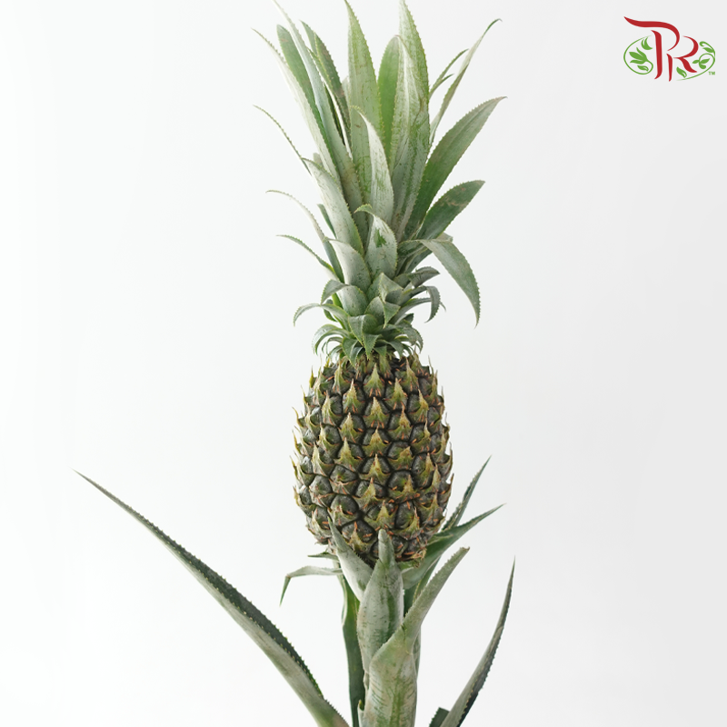 Pineapple - Green (Per Stem)-Green-China-prflorist.com.my