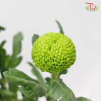 Ping Pong Chrysanthemum - Dark Green (10 Stems)-Green-Vietnam-prflorist.com.my