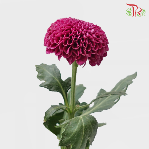 Ping Pong Chrysanthemum - Purple (10 stems)-Purple-Vietnam-prflorist.com.my
