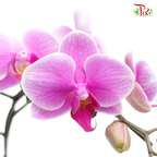 Orchid Phalaenopsis Double- Pink-SK333-01S *With No Vase - Pudu Ria Florist
