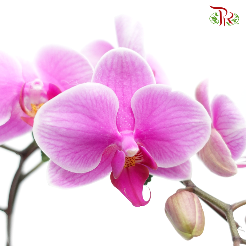 Orchid Phalaenopsis Double- Pink-SK333-01S *With No Vase - Pudu Ria Florist