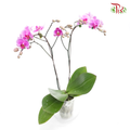 Orchid Phalaenopsis Double- Pink-SK333-01S *With No Vase - Pudu Ria Florist