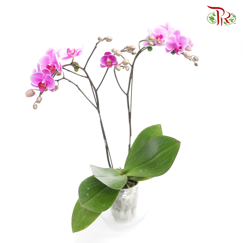 Orchid Phalaenopsis Double- Pink-SK333-01S *With No Vase - Pudu Ria Florist