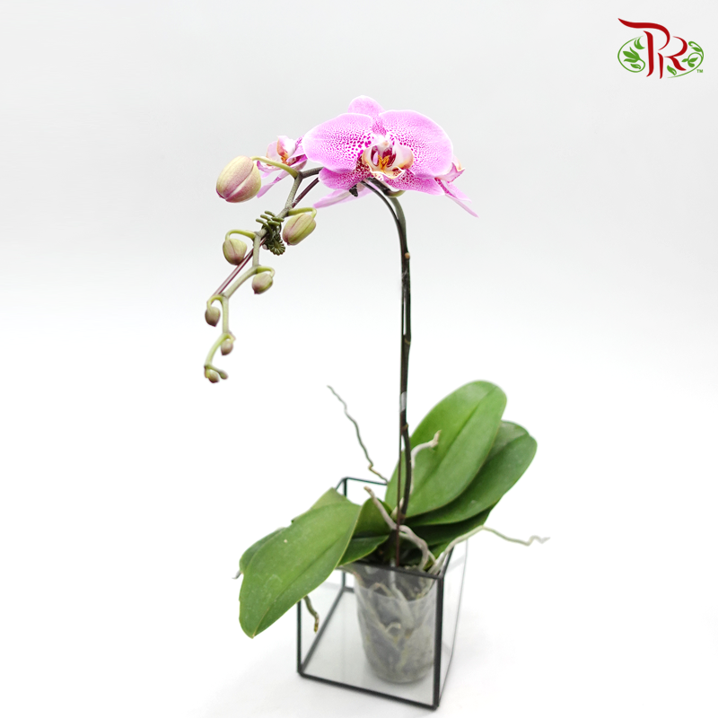 Phalaenopsis Orchid - Pink With Spot *With No Vase - Pudu Ria Florist