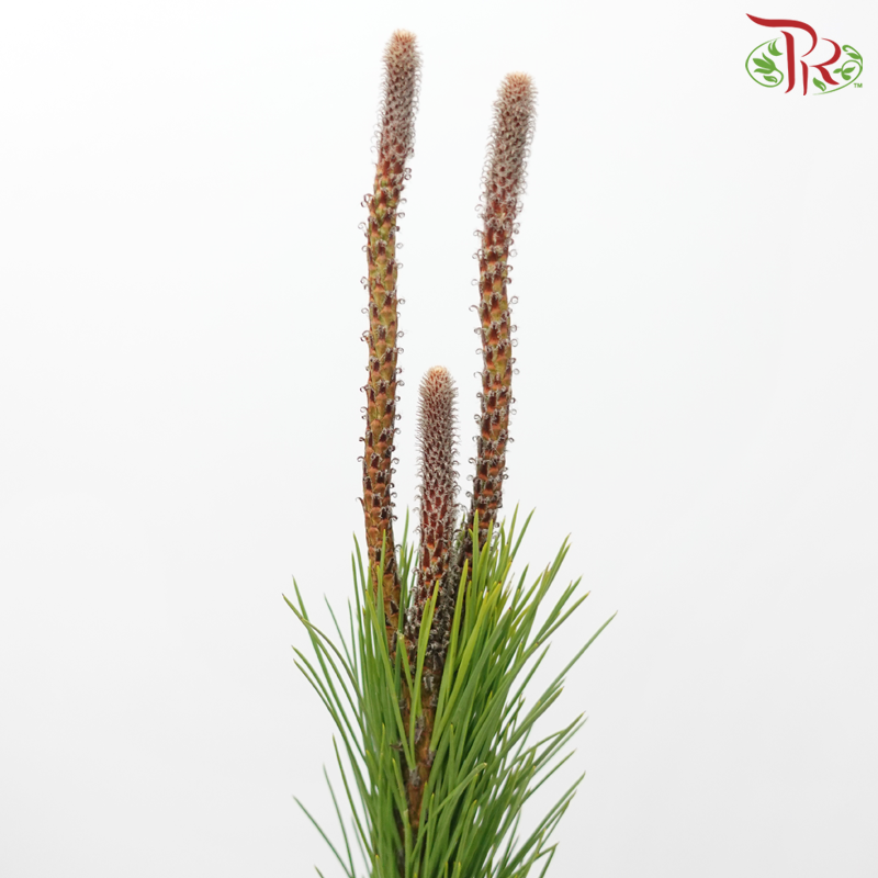 Pinus Alaska (5 Stems)-Netherland-prflorist.com.my