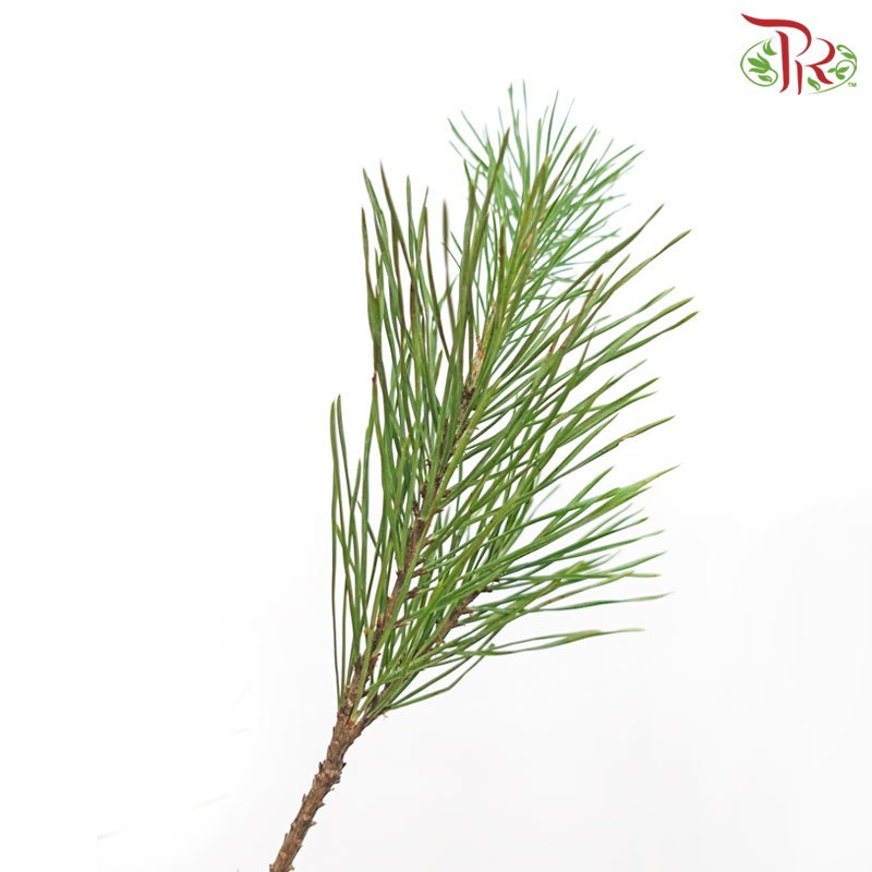 Pinus Alaska (70CM) - 5 Stems-Netherland-prflorist.com.my