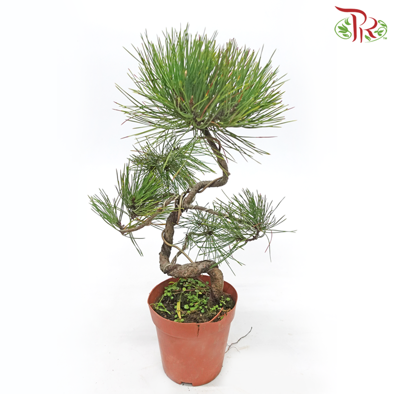 Pinus S《黑松》