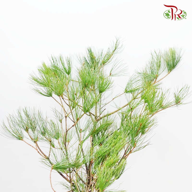 Pinus Strobus - (3 Stems)-Green-Import-prflorist.com.my
