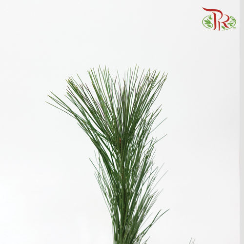 Pinus Strobus - (Per Bunch)-Netherland-prflorist.com.my