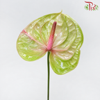 Anthurium