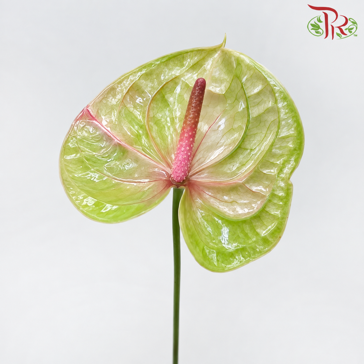 Anthurium