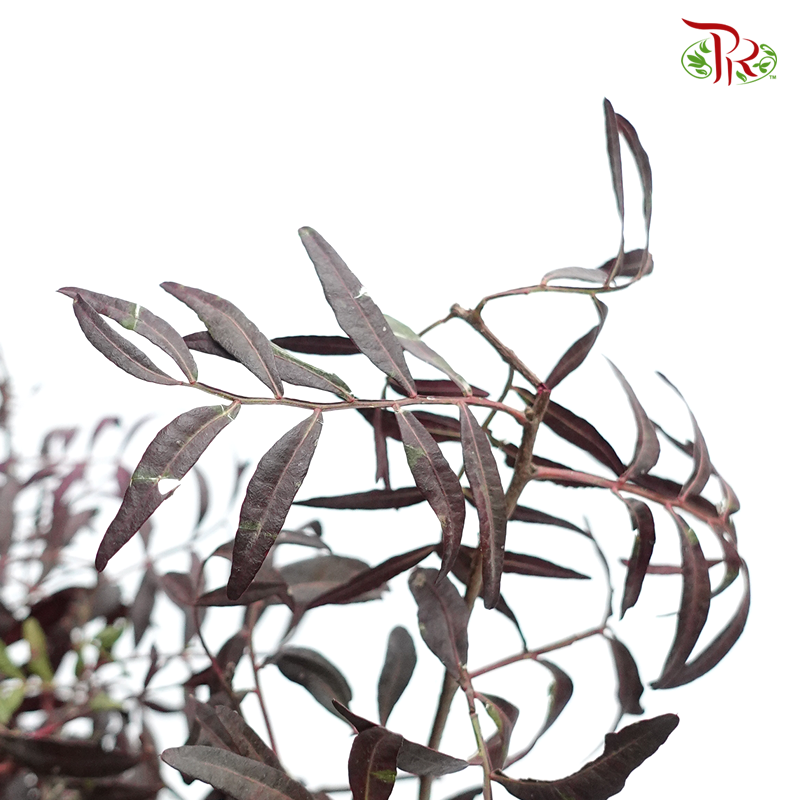 Pistacia Leaf- Dyed (Per Bunch)-Netherland-prflorist.com.my