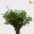 Pistacia Leaf-Netherland-prflorist.com.my