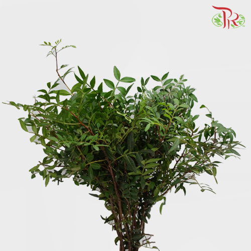 Pistacia Leaf-Netherland-prflorist.com.my
