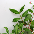 Pistacia Leaf-Netherland-prflorist.com.my