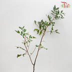 Pistacia Leaf-Netherland-prflorist.com.my