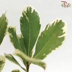 Pittosporum Leaf - (5 Stems)-Netherland-prflorist.com.my