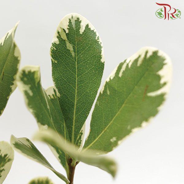 Pittosporum Leaf - (5 Stems)-Netherland-prflorist.com.my