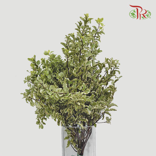 Pittosporum Nigra - (Per Bunch)-Import-prflorist.com.my