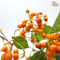 Pittosporum Rombifolia (Per Bunch)-Netherland-prflorist.com.my