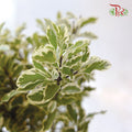 Pittosporum Small Leaf (Bunch)-Netherland-prflorist.com.my