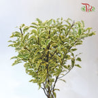 Pittosporum Small Leaf (Bunch)-Netherland-prflorist.com.my