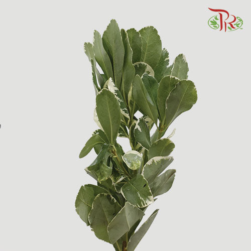 Pittosporum Tobira - (Per Bunch)-Italy-prflorist.com.my