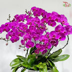 Orchid Grandeur 盛兰雅韵
