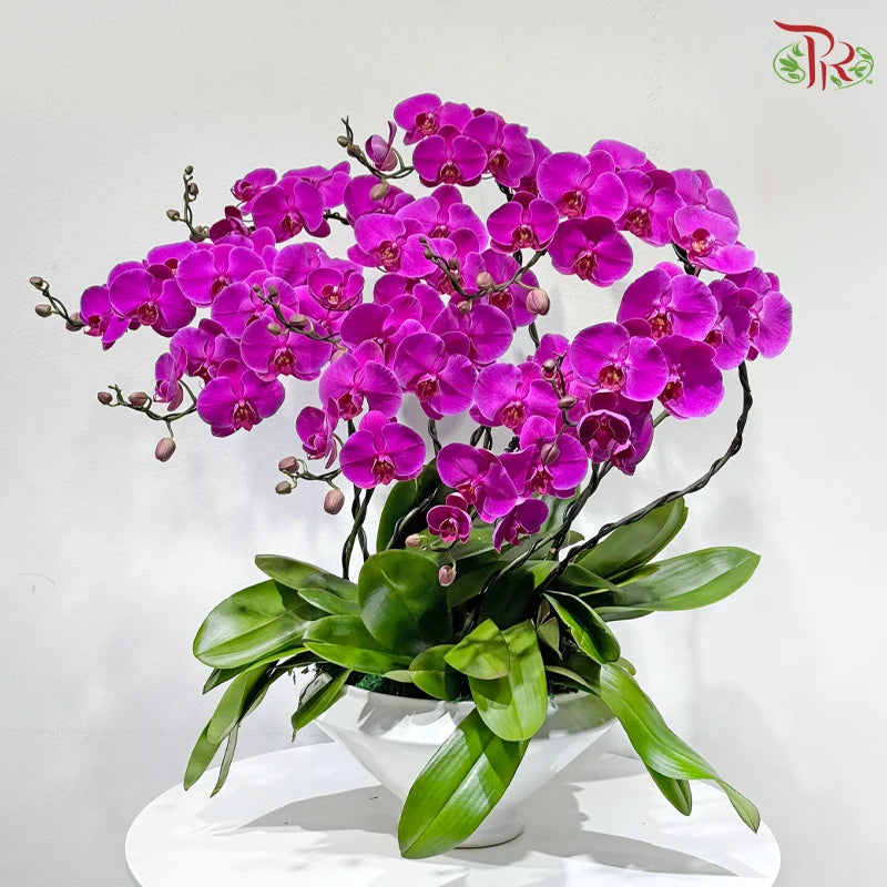 Orchid Grandeur 盛兰雅韵
