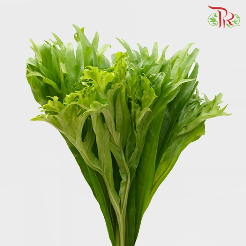 Plantycerium Bifurcatum (Tanduk Rusa)-Malaysia-prflorist.com.my