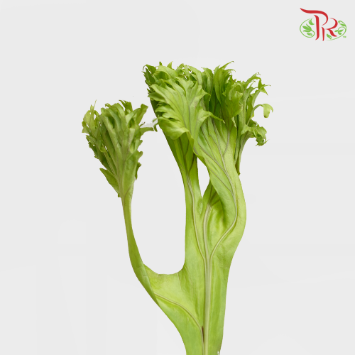 Plantycerium Bifurcatum (Tanduk Rusa)-Malaysia-prflorist.com.my