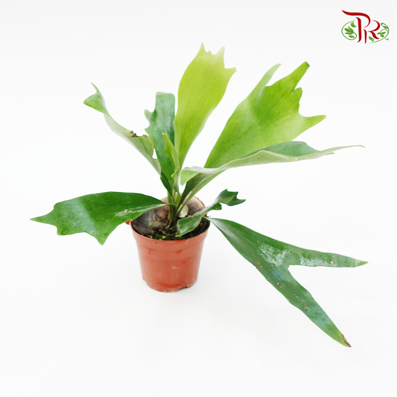 Platycerium 《鹿角蕨》